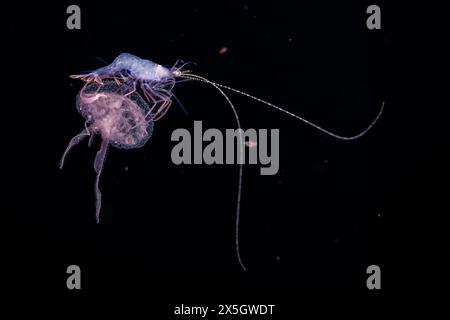 Stade larvaire d'une crevette chevauchant une méduse luminescente, Pelagia noctiluca, Yap, Micronésie. Tourné sur un blackwater plongeon un mile dans l'océan ouvert à Banque D'Images