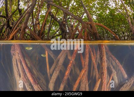 Une vue partagée du poisson archeron bagué, Toxotes jaculatrix, caché dans les mangroves, se nourrit principalement d'insectes terrestres en crachant de l'eau sur eux, frappant le Banque D'Images