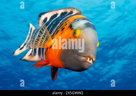 Cheilinus fasciatus, cette wrasse adulte à poitrine rouge, manque une dent et a des algues qui poussent sur sa mâchoire inférieure. Cette espèce peut atteindre jusqu'à 14 pouces Banque D'Images