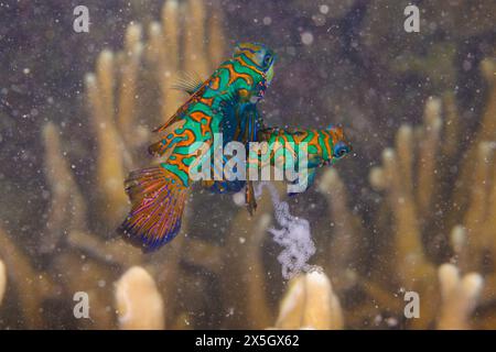 Un couple de mandarinois en cours d'accouplement, Synchiropus splendidus, et leurs œufs et spermatozoïdes qui viennent d'être libérés, au large de l'île de Yap, en Micronésie. Banque D'Images