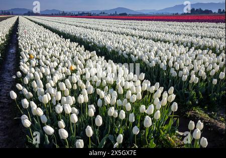 WA25201-00...WASHINGTON -rangées de tulipes blanches, l'un des champs de bulbes et de fleurs RoozenGaarde dans la vallée de Skagit. Banque D'Images