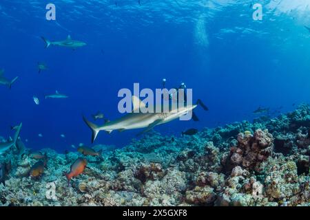 Un photographe sous-marin (MR) vise les requins gris de récif, Carcharhinus amblyrhynchos, au large de l'île de Yap, Micronésie. Banque D'Images