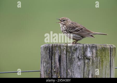 Meadow pipit (Anthus pratensis) est assis sur un poteau, basse-Saxe, Allemagne Banque D'Images