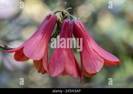 Rhododendron cinnabarinum Roylei), Emsland, basse-Saxe, Allemagne Banque D'Images