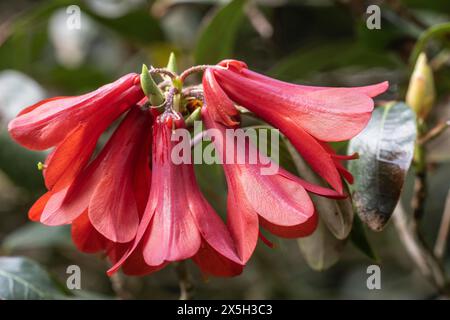 Rhododendron cinnabarinum Roylei), Emsland, basse-Saxe, Allemagne Banque D'Images