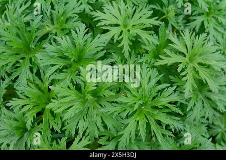 Feuilles de la prairie Cranesbill (Geranium pratense), Blue Cranesbill, prairie, printemps, mai, Schwaebisch Hall, Hohenlohe, Heilbronn-Franken Banque D'Images