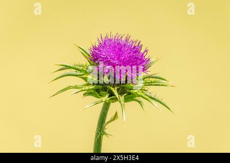 Fleur de carduus marianus (Silybum marianum) en gros plan avec fond vert flou, Ternitz, basse-Autriche, Autriche Banque D'Images