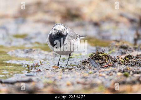 Wailtail se trouve sur le sol avec un beau fond flou. Le wagon tail est un genre, Motacilla, d'oiseaux passereaux de la famille des Motacillidae. WAGT Banque D'Images