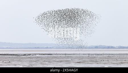 Troupeau de noeud [ Calidris canutus ] survolant la plage de Steart point dans le Somerset, Royaume-Uni Banque D'Images