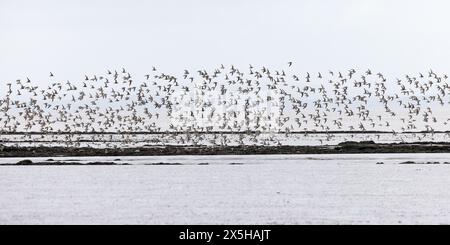 Troupeau de noeud [ Calidris canutus ] survolant la plage de Steart point dans le Somerset, Royaume-Uni Banque D'Images