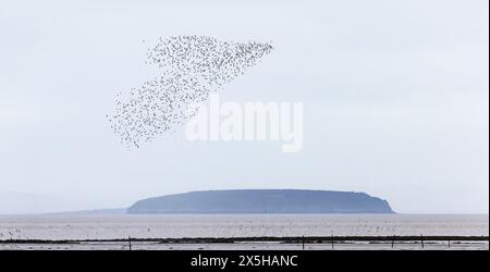 Troupeau de nœud [ Calidris canutus ] volant au-dessus de la plage à Steart point avec Holm raide en arrière-plan. Somerset, Royaume-Uni Banque D'Images