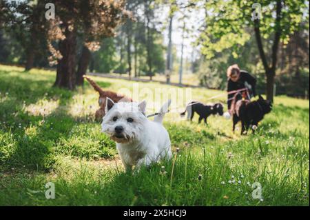 Petit chien marchant dans l'herbe et ayant des moments heureux avec son propriétaire, promenade de chien, Banque D'Images