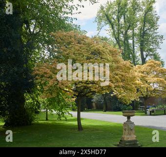 Paysage de parc verdoyant avec un arbre vibrant au premier plan et une urne classique sur piédestal Banque D'Images