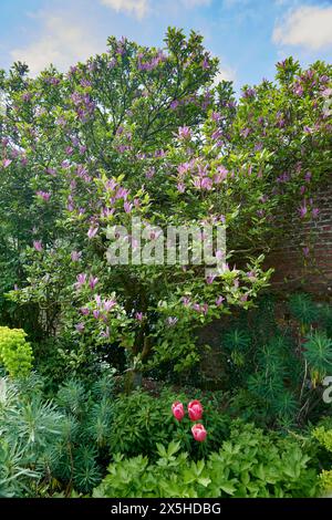 Le magnolia rose éclatant fleurit avec des feuilles vertes luxuriantes dans un jardin naturel Banque D'Images
