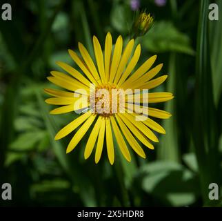 Marguerite jaune vibrante en pleine floraison avec un feuillage vert luxuriant en arrière-plan à la lumière du jour Banque D'Images