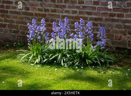 Les bleus violets fleurissent dans un jardin verdoyant contre un mur de briques rouges, aux couleurs vives du printemps Banque D'Images