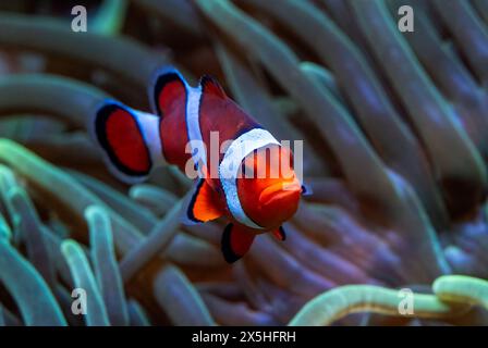 Clown Anemonefish - Amphiprion ocellaris, petit poisson de mer coloré des récifs océaniques asiatiques et australiens, Australie. Banque D'Images