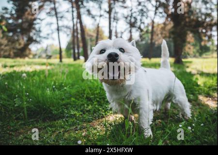 Petit chien marchant dans l'herbe et ayant des moments heureux avec son propriétaire, promenade de chien, Banque D'Images