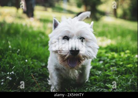 Petit chien marchant dans l'herbe et ayant des moments heureux avec son propriétaire, promenade de chien, Banque D'Images