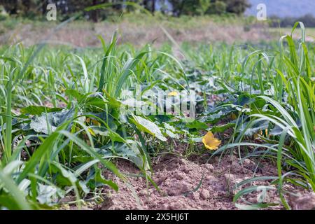 La citrouille, plantation de citrouille se combinent avec la canne à sucre, c'est-à-dire l'agriculture. Banque D'Images