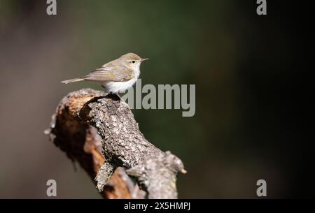 Paruline de Bonelli occidental (Phylloscopus bonelli) Banque D'Images