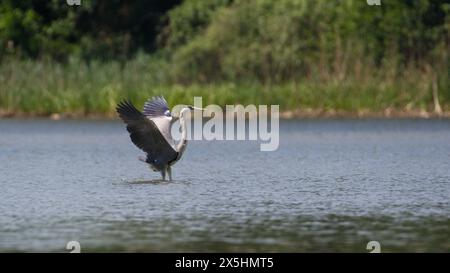 Ardea cinerea aka héron gris. Énorme oiseau vole au-dessus de l'étang en république tchèque. Position élégante. Banque D'Images