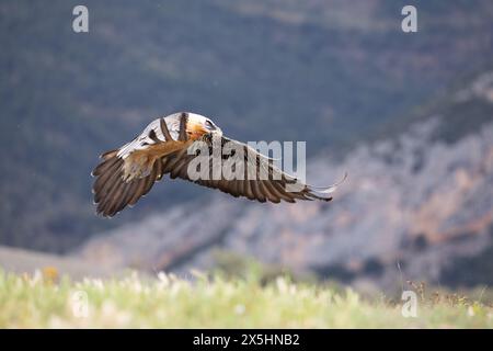 Lammergeier (Gypaetus barbatus) également connu sous le nom de vautour barbu. Photographié dans les Pyrénées, au nord de l'Espagne Banque D'Images