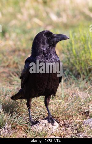 Corbeau commun (Corvus corax) photographié dans les Pyrénées espagnoles. Banque D'Images