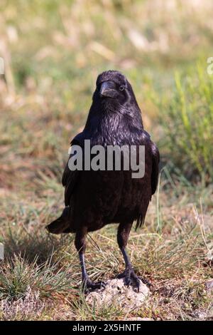 Corbeau commun (Corvus corax) photographié dans les Pyrénées espagnoles. Banque D'Images