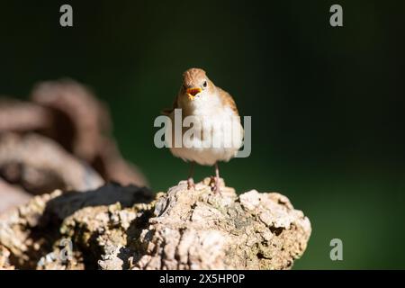 Nightingale (Luscinia megarhynchos) chantant. Photographié à Solsona, Espagne Banque D'Images