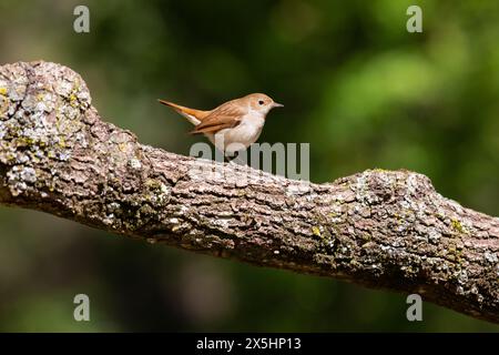 Nightingale (Luscinia megarhynchos). Photographié à Solsona, Espagne Banque D'Images
