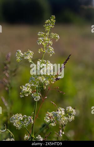 Belle paille blanche fleurie en juin, album galium. Banque D'Images