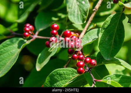 Agence de Noël avec baies rouges Lonicera xylosteum. Banque D'Images