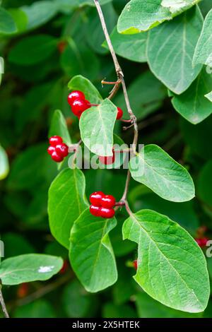 Agence de Noël avec baies rouges Lonicera xylosteum. Banque D'Images