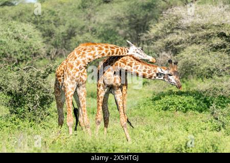 Afrique, Tanzanie. Deux girafe mâles fuyant la tête l'un vers l'autre pour montrer la domination. Banque D'Images