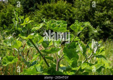 Arctium lappa - jeunes feuilles de bardane au début de l'été. Banque D'Images