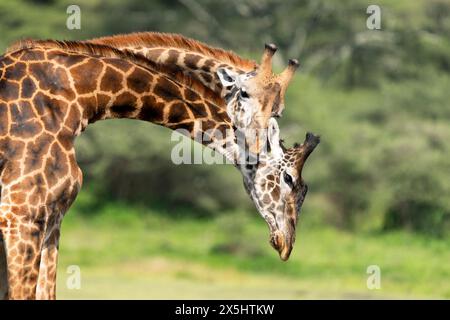 Afrique, Tanzanie. Deux girafe mâles fuyant la tête l'un vers l'autre pour montrer la domination. Banque D'Images