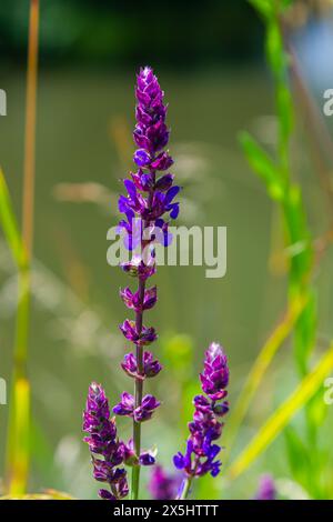 Fleurs de la sauge forestière, Salvia nemorosa, gros plan. Fond de Salvia nemorosa, une salvia avec de belles fleurs violettes. Fleurs violettes de chêne sa Banque D'Images
