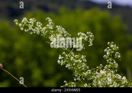 Belle paille blanche fleurie en juin, album galium. Banque D'Images