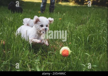 Petit chien marchant dans l'herbe et ayant des moments heureux avec son propriétaire, promenade de chien, Banque D'Images