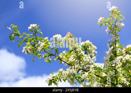 Zweig eines Apfelbaumes, Malus sylvestris, mit Blüten Banque D'Images