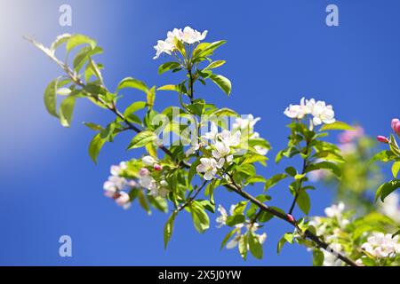 Zweig eines Apfelbaumes, Malus sylvestris, mit Blüten Banque D'Images