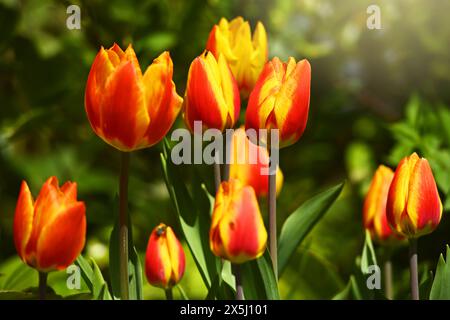 Rot-gelbe Tulpen, Tulipa, im Garten Banque D'Images