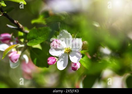 Blüte am Zweig eines Apfelbaumes, Malus domestica Banque D'Images