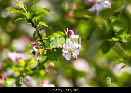 Blüte am Zweig eines Apfelbaumes, Malus domestica Banque D'Images