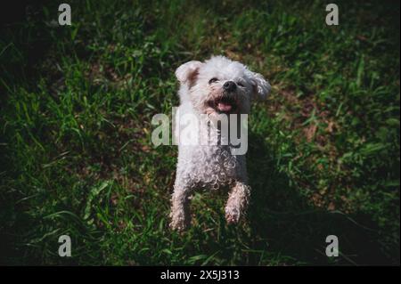 Petit chien marchant dans l'herbe et ayant des moments heureux avec son propriétaire, promenade de chien, Banque D'Images