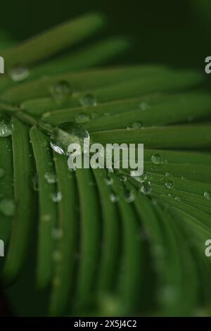Gouttelettes d'eau scintillant sur des feuilles vertes éclatantes. Banque D'Images