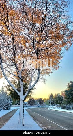 Arbre enneigé avec des feuilles dorées sur une route de banlieue au lever du soleil Banque D'Images