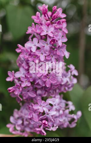 Dense grappe de lilas violets parfumés dans une mise au point nette Banque D'Images