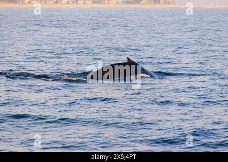 Baleine à bosse faisant surface près de la côte, jour clair à Monterey Banque D'Images